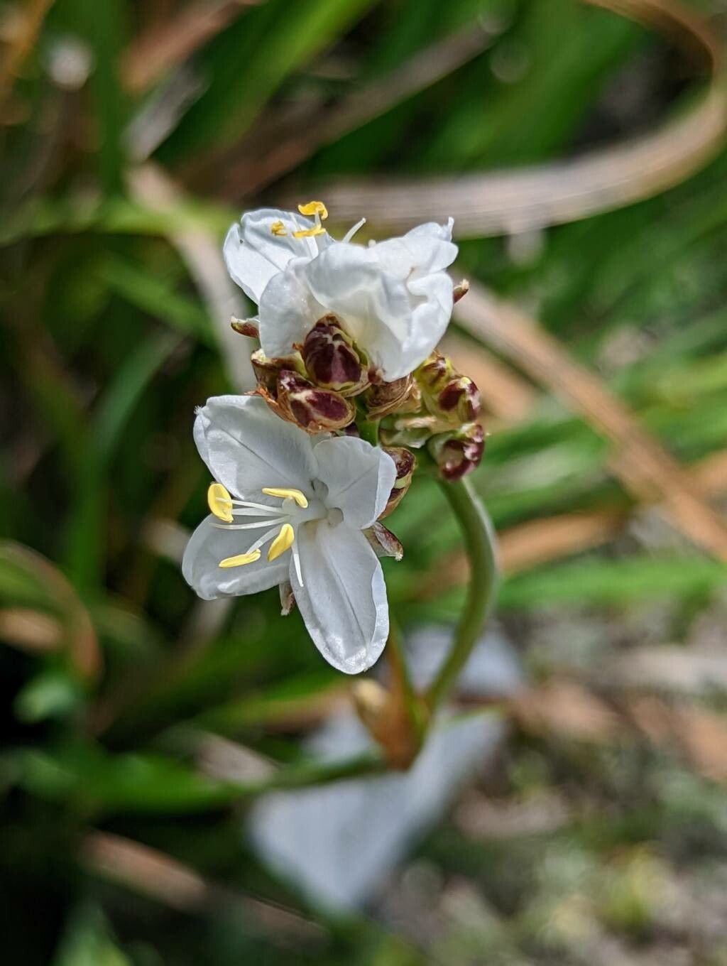 Libertia ixioides flower