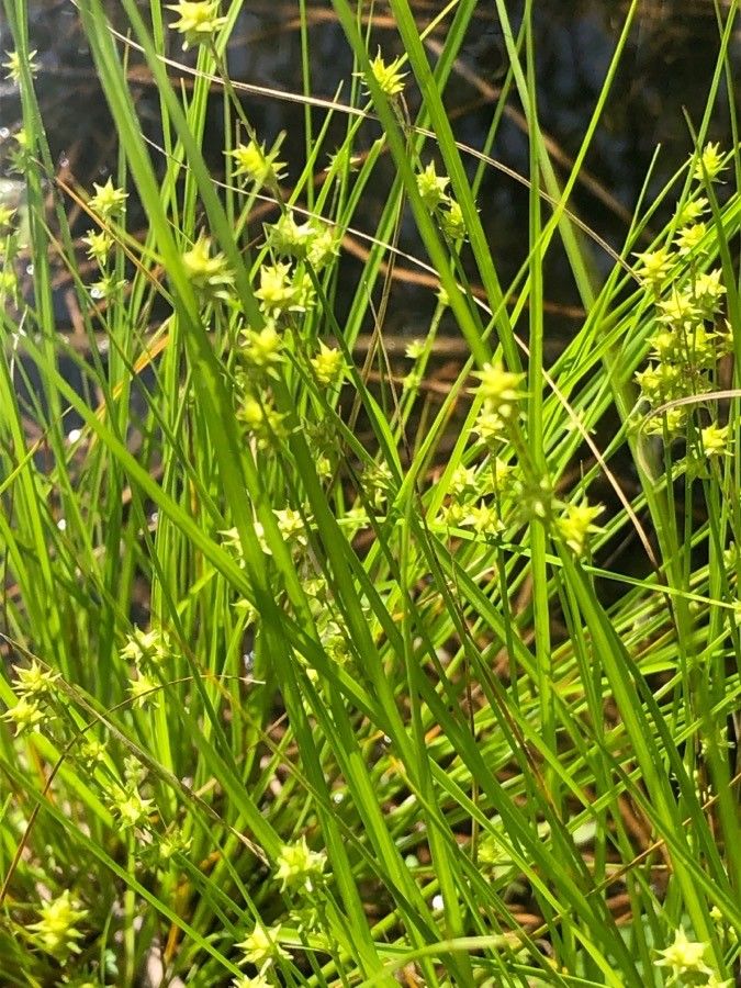 Carex radiata flower