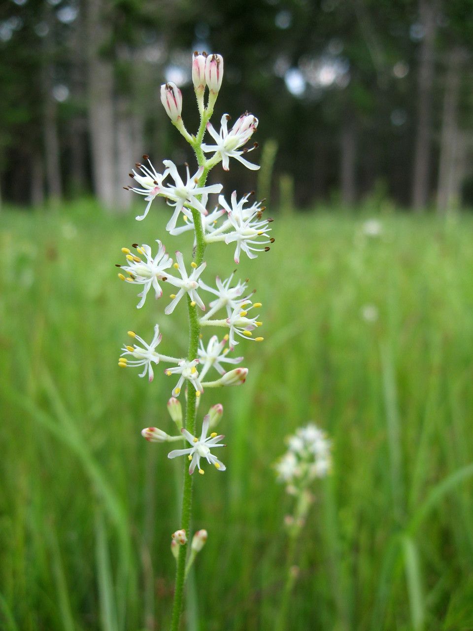 Triantha racemosa — related species from the same genus