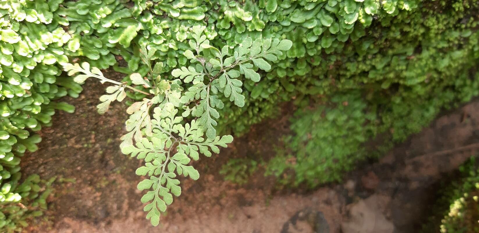 Hemionitis tenuifolia — search result for 'Hemionitis'