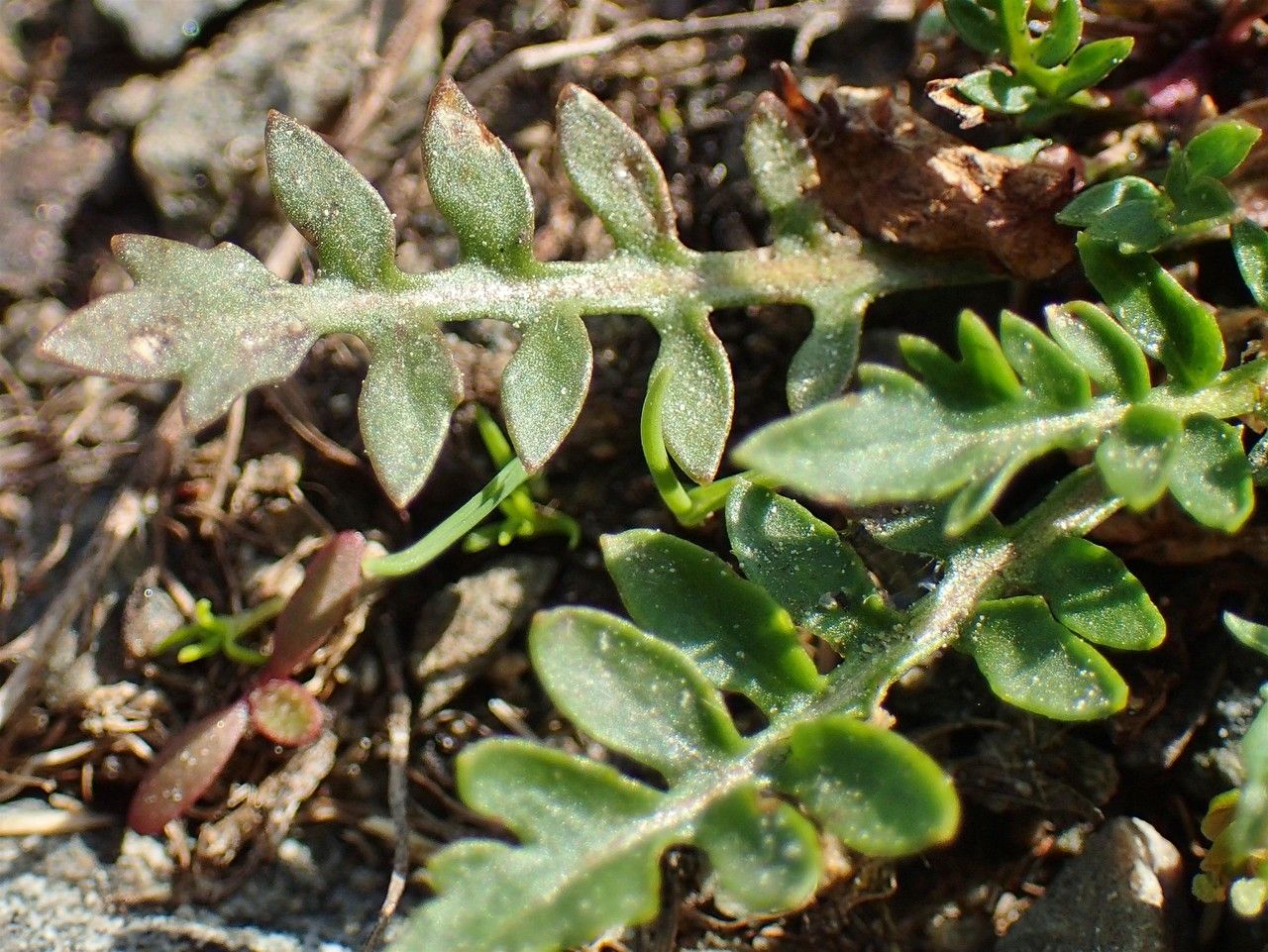 Rorippa islandica — search result for 'Rorippa'