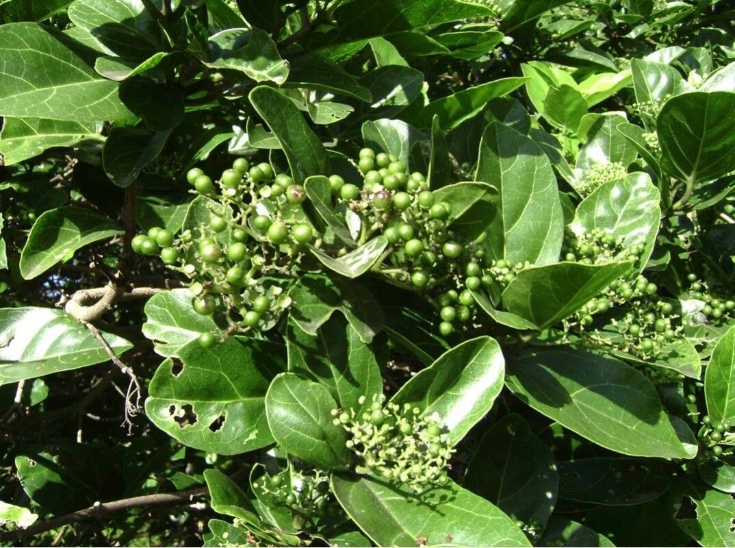 Premna serratifolia fruit