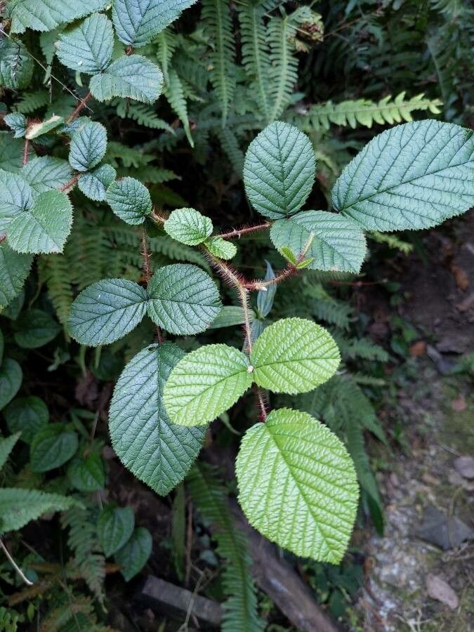 Rubus ellipticus — search result for 'Himalayas'