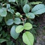 Rubus ellipticus