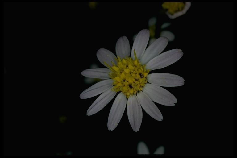 Pentachaeta bellidiflora flower