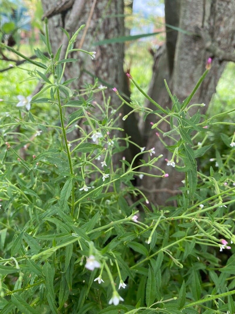 Epilobium coloratum flower
