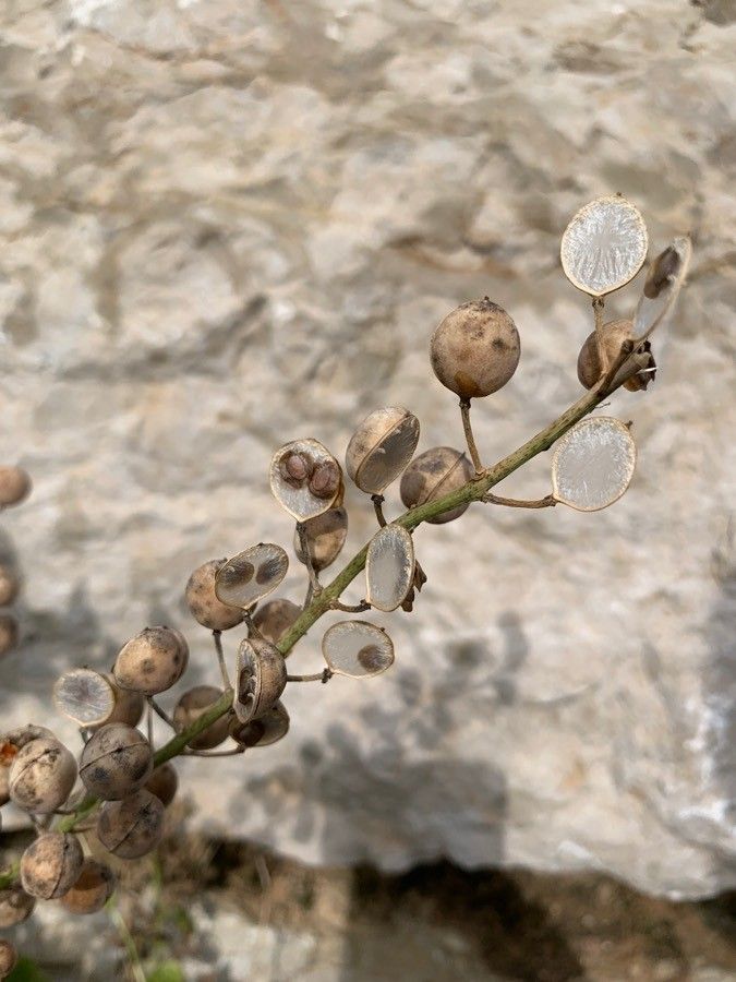 Alyssum loiseleurii fruit