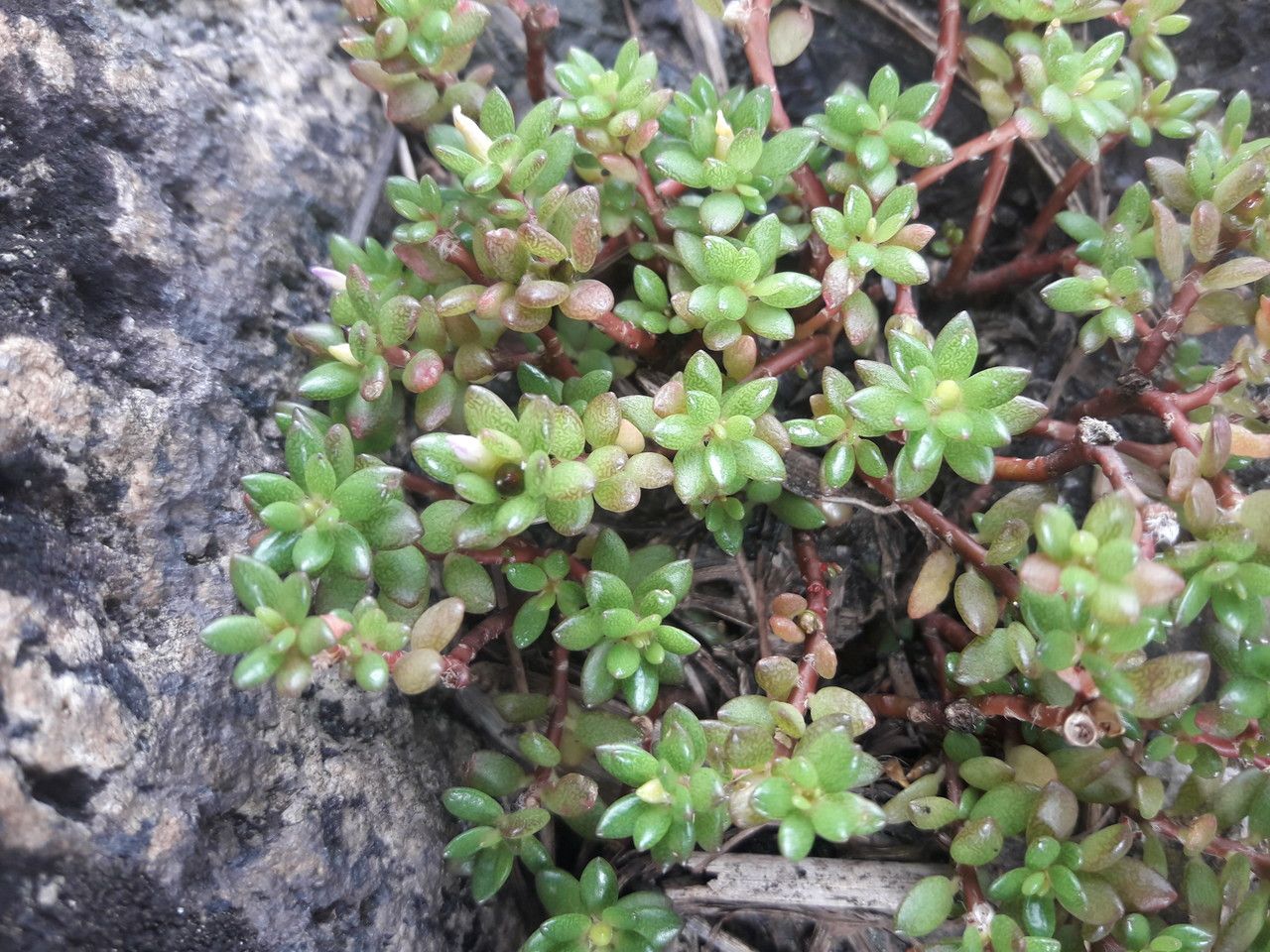 Portulaca sedifolia — search result for 'Yemen'