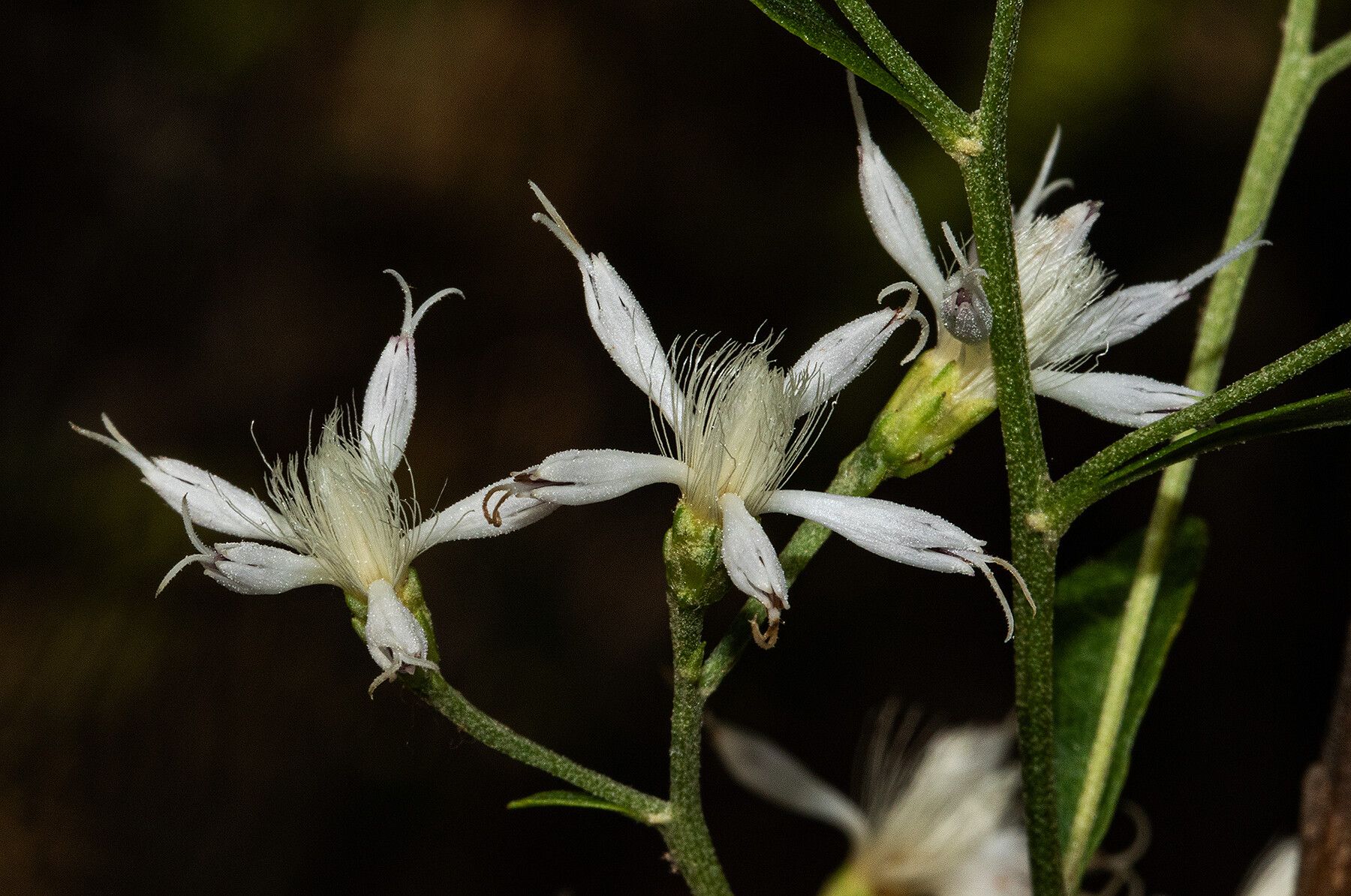 Gymnanthemum glaberrimum flower