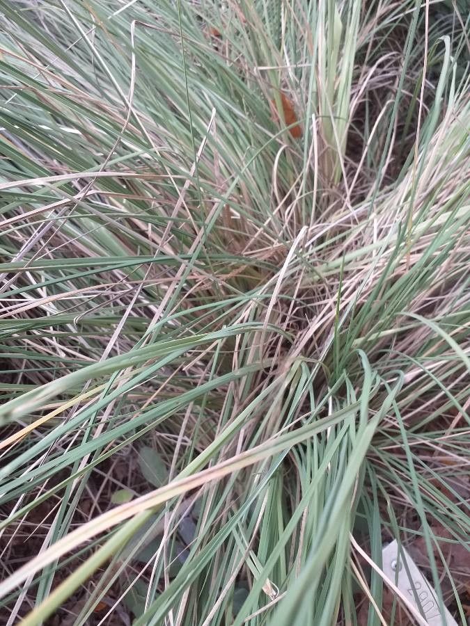 Muhlenbergia lindheimeri — houseplant care guide