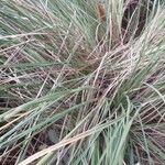 Muhlenbergia lindheimeri