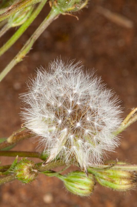Crepis bellidifolia fruit