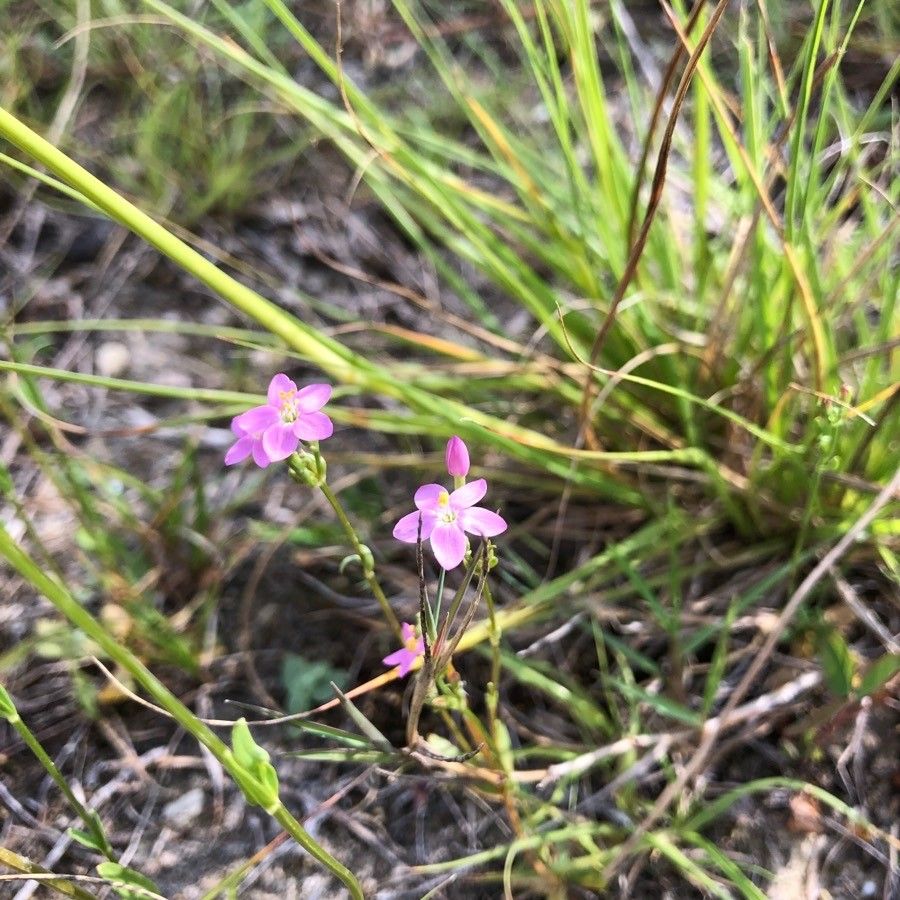 Centaurium littorale flower