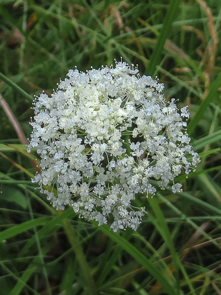 Perideridia parishii — houseplant care guide