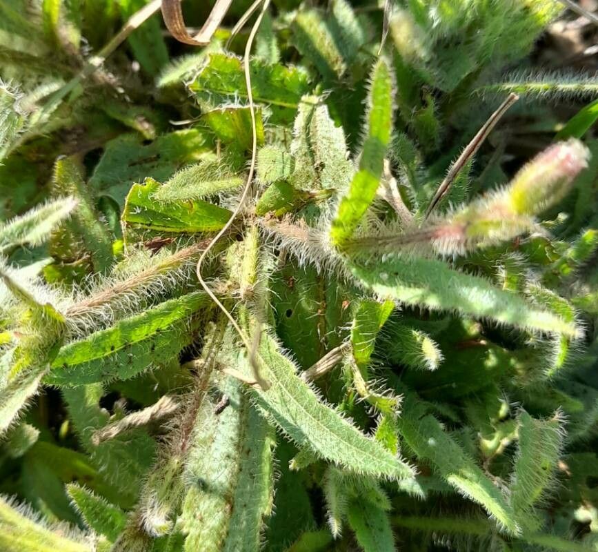 Praxelis missiona — related species from the same genus