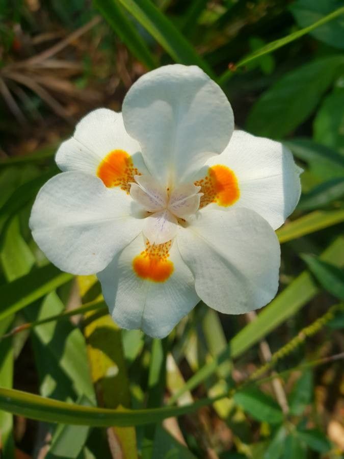 Dietes bicolor flower