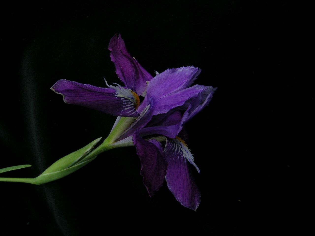 Iris decora — houseplant care guide