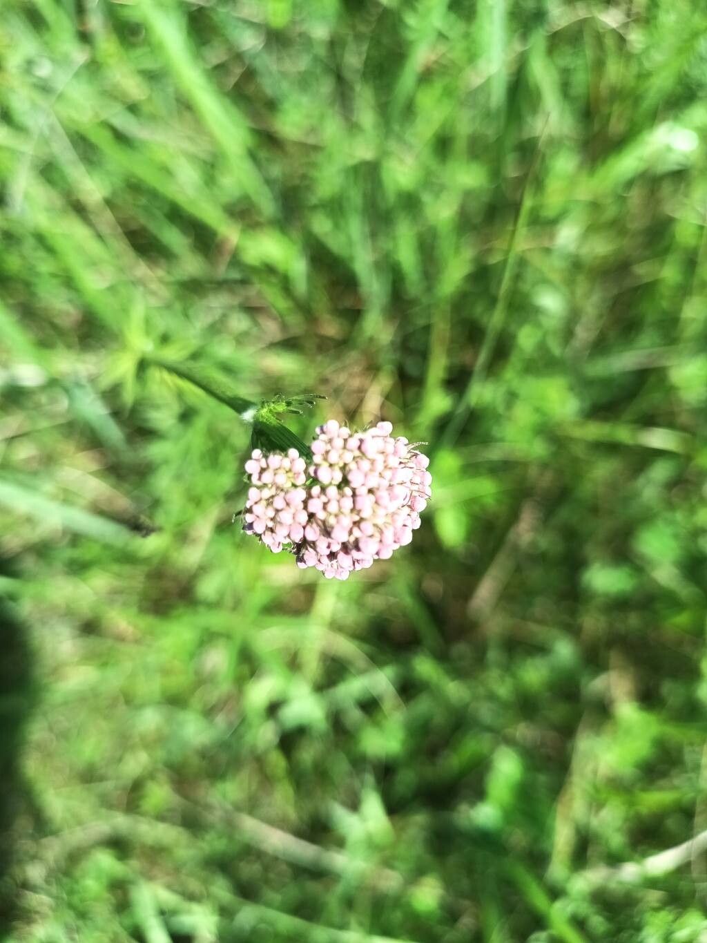 Valeriana stolonifera flower