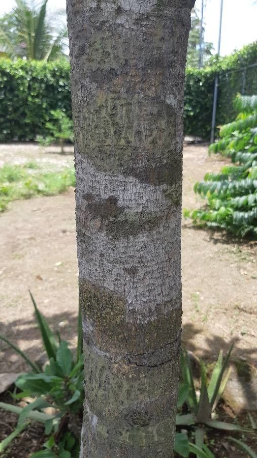 Lophanthera lactescens bark