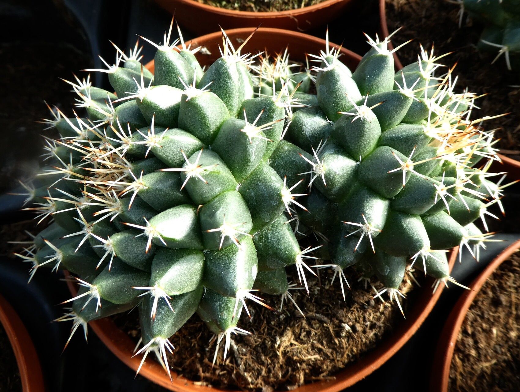 Mammillaria roseoalba bark