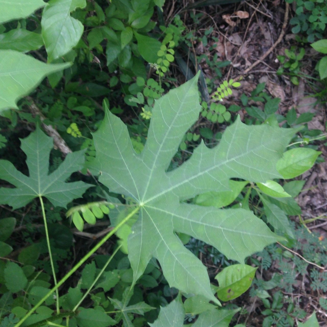 Cnidoscolus aconitifolius leaf