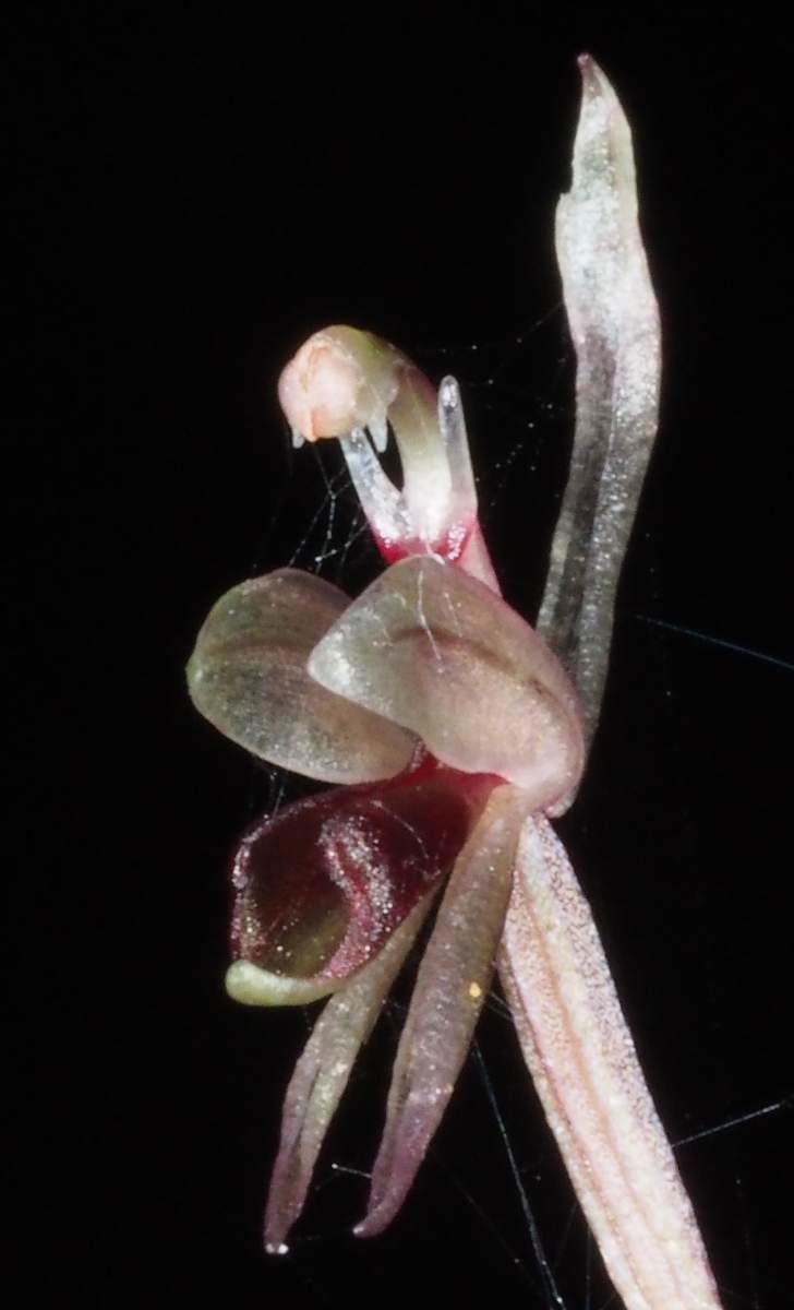 Acianthus corniculatus flower