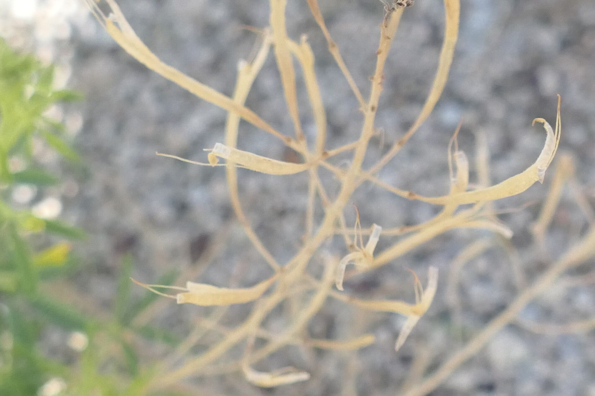Cleome suffruticosa bark