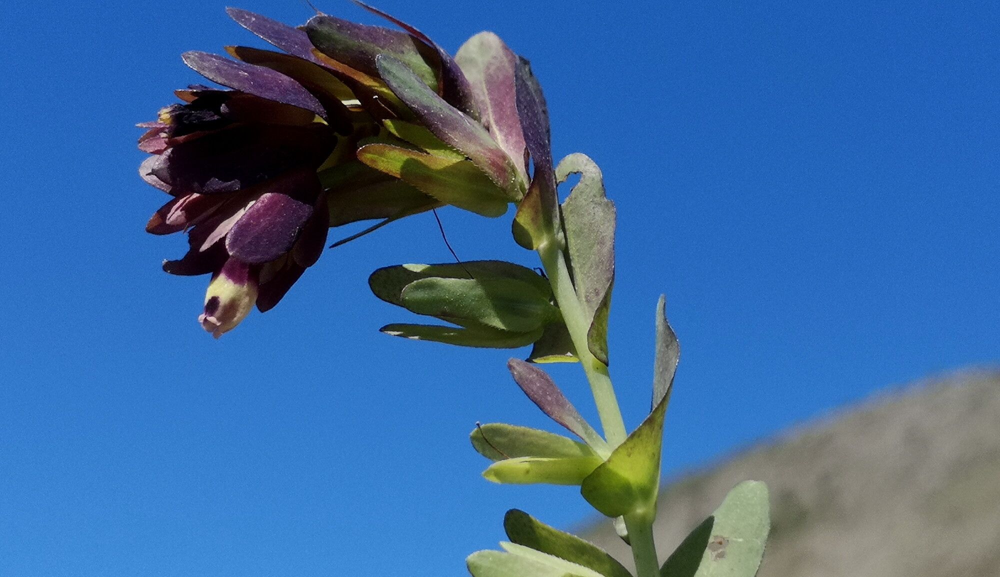 Cerinthe retorta — related species from the same genus