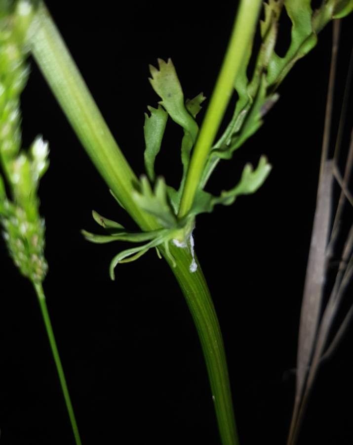 Chrysactinia mexicana bark