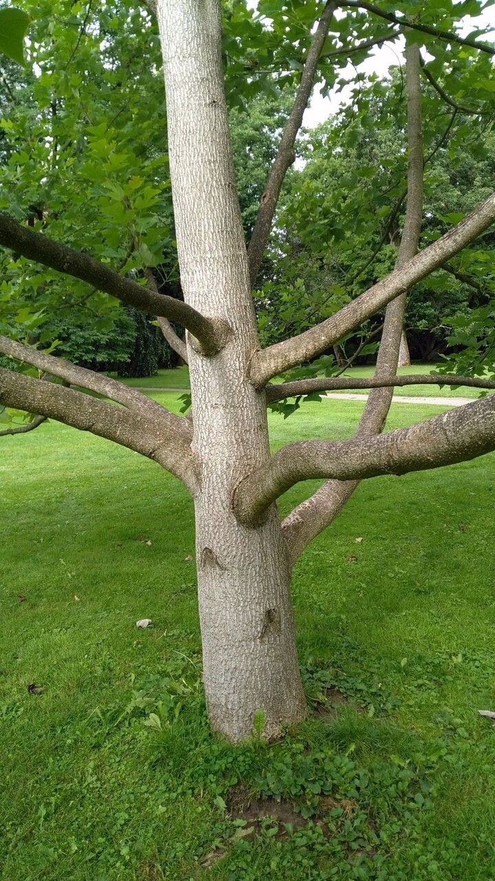 Liriodendron chinensis bark