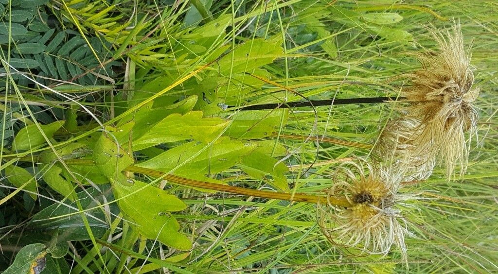 Clematis chrysocarpa — search result for 'Clematis'