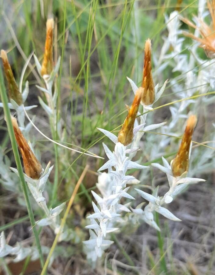 Lucilia acutifolia habit