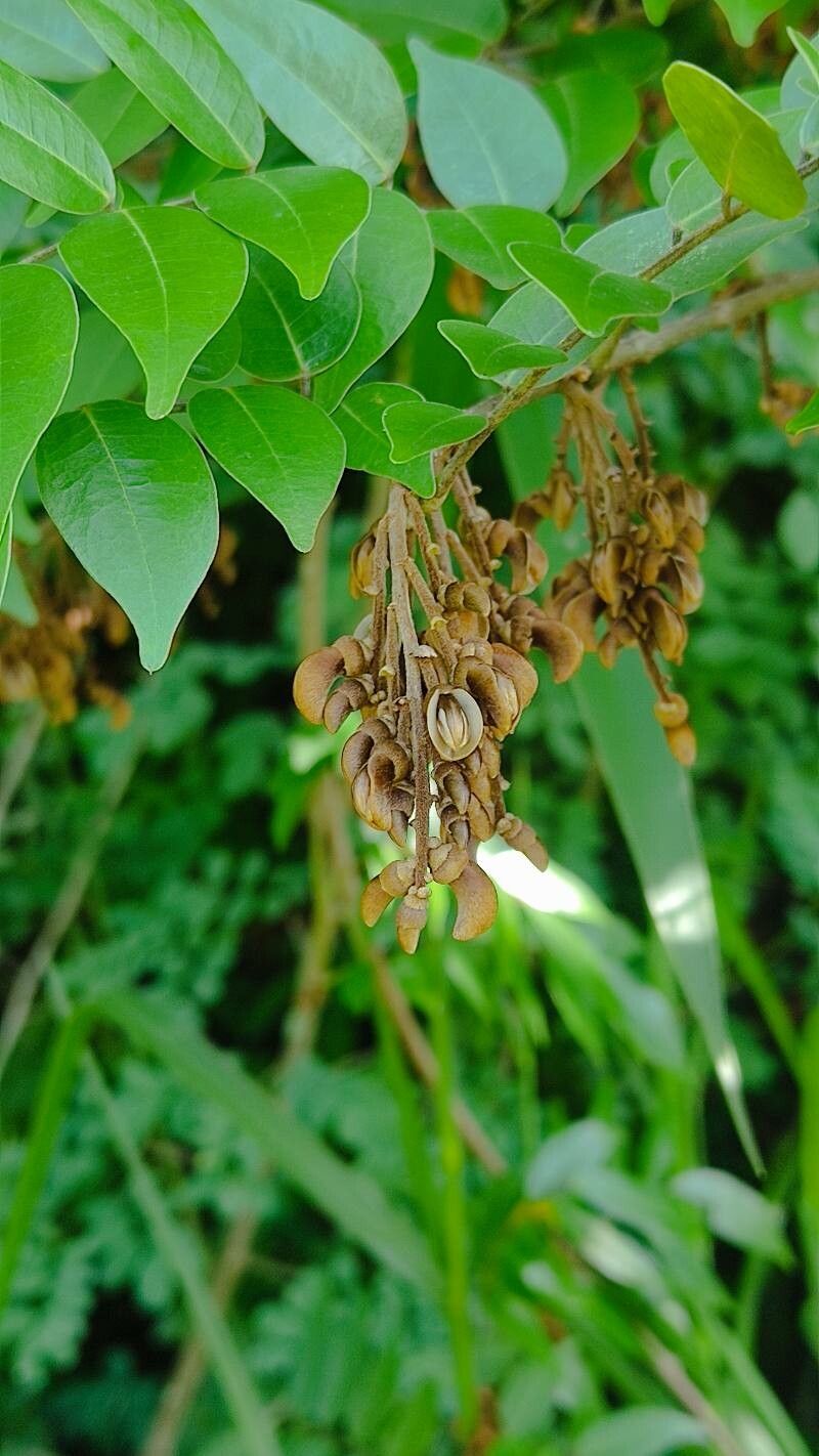 Machaerium seemannii fruit