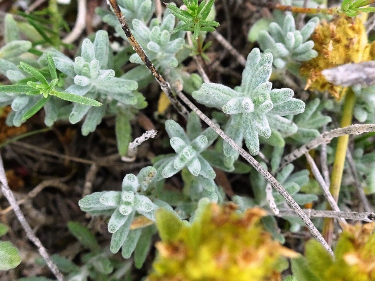 Teucrium aureum — search result for 'Teucrium'
