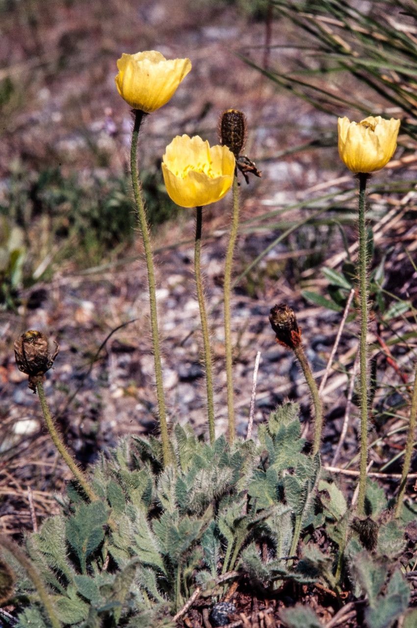 Papaver radicatum flower