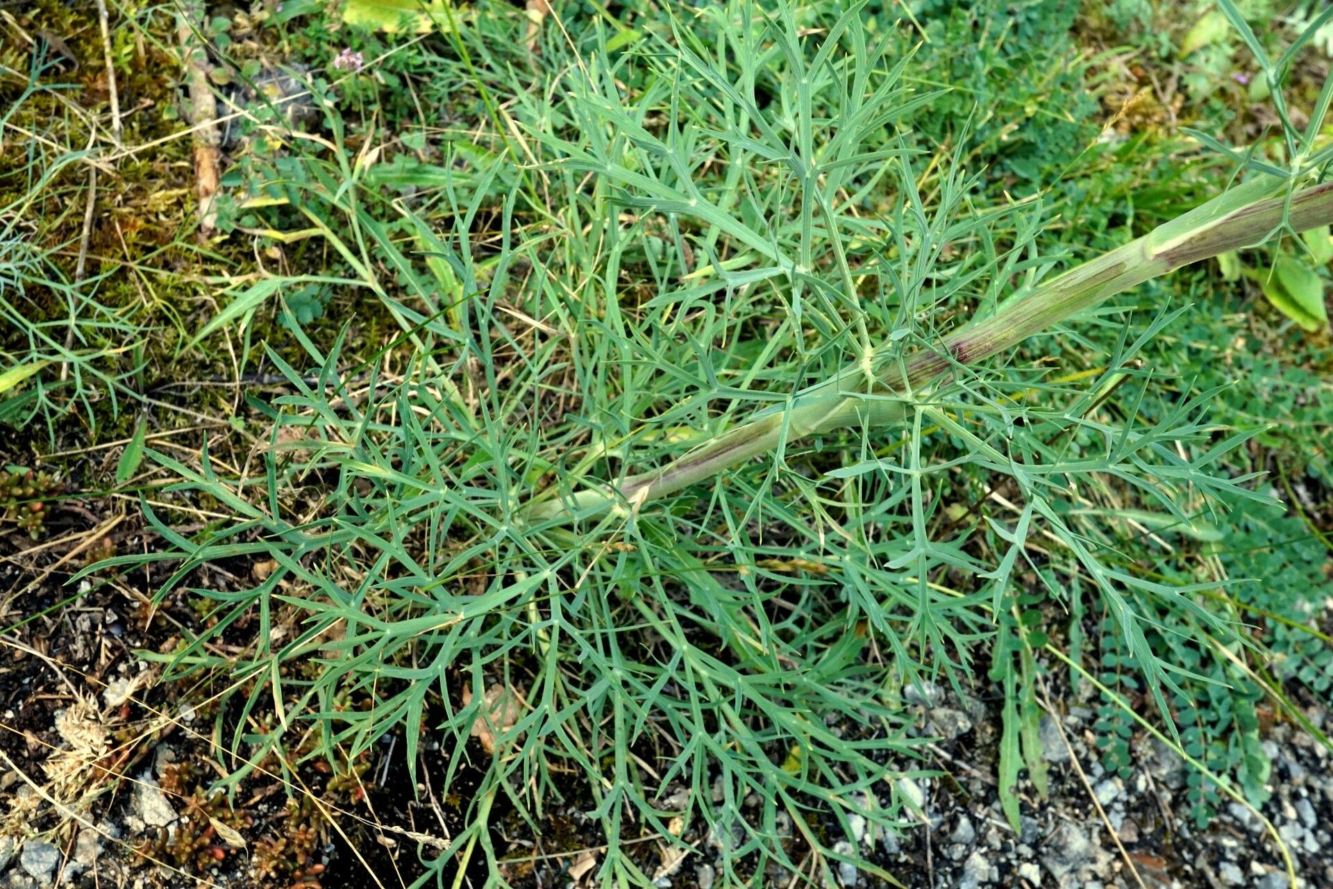 Seseli rigidum — search result for 'Seseli'