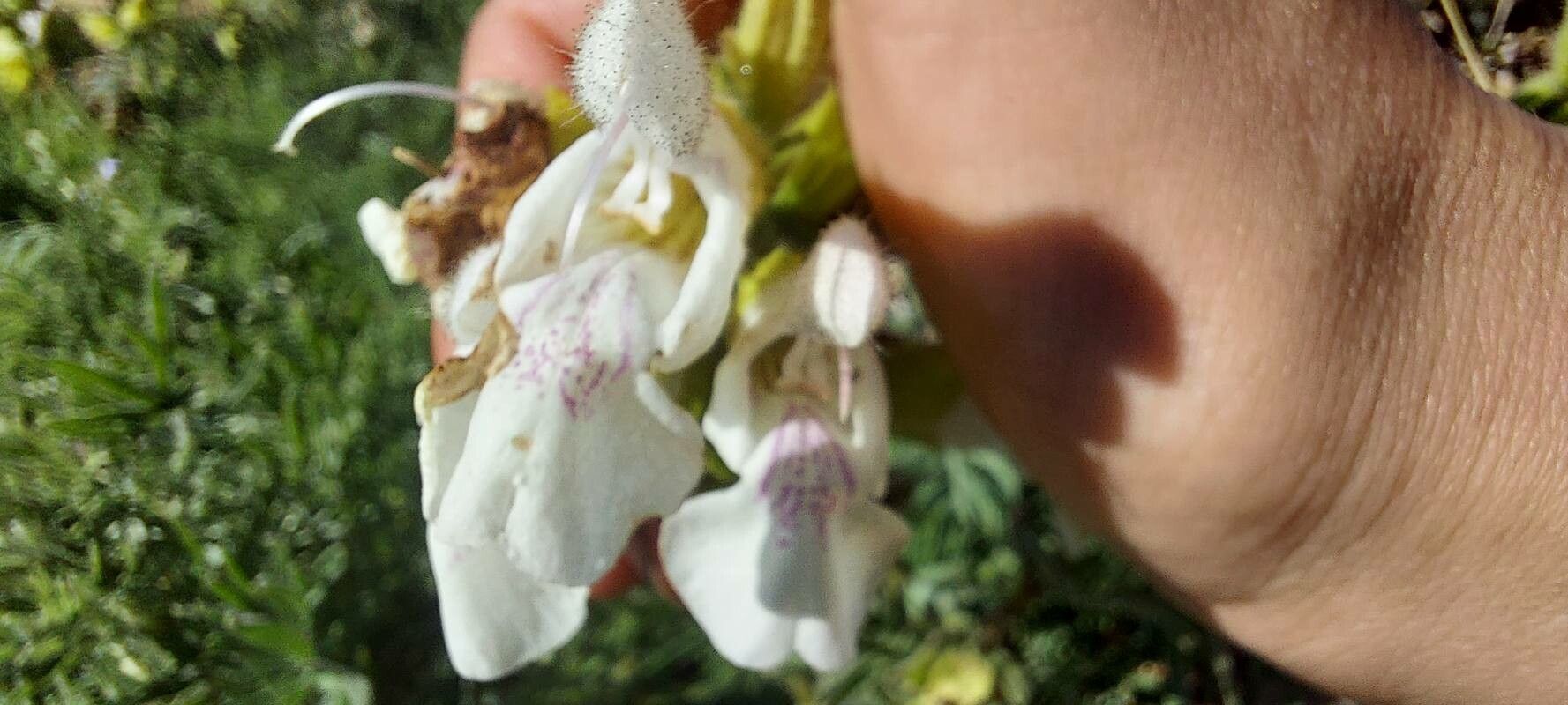 Salvia scabiosifolia flower