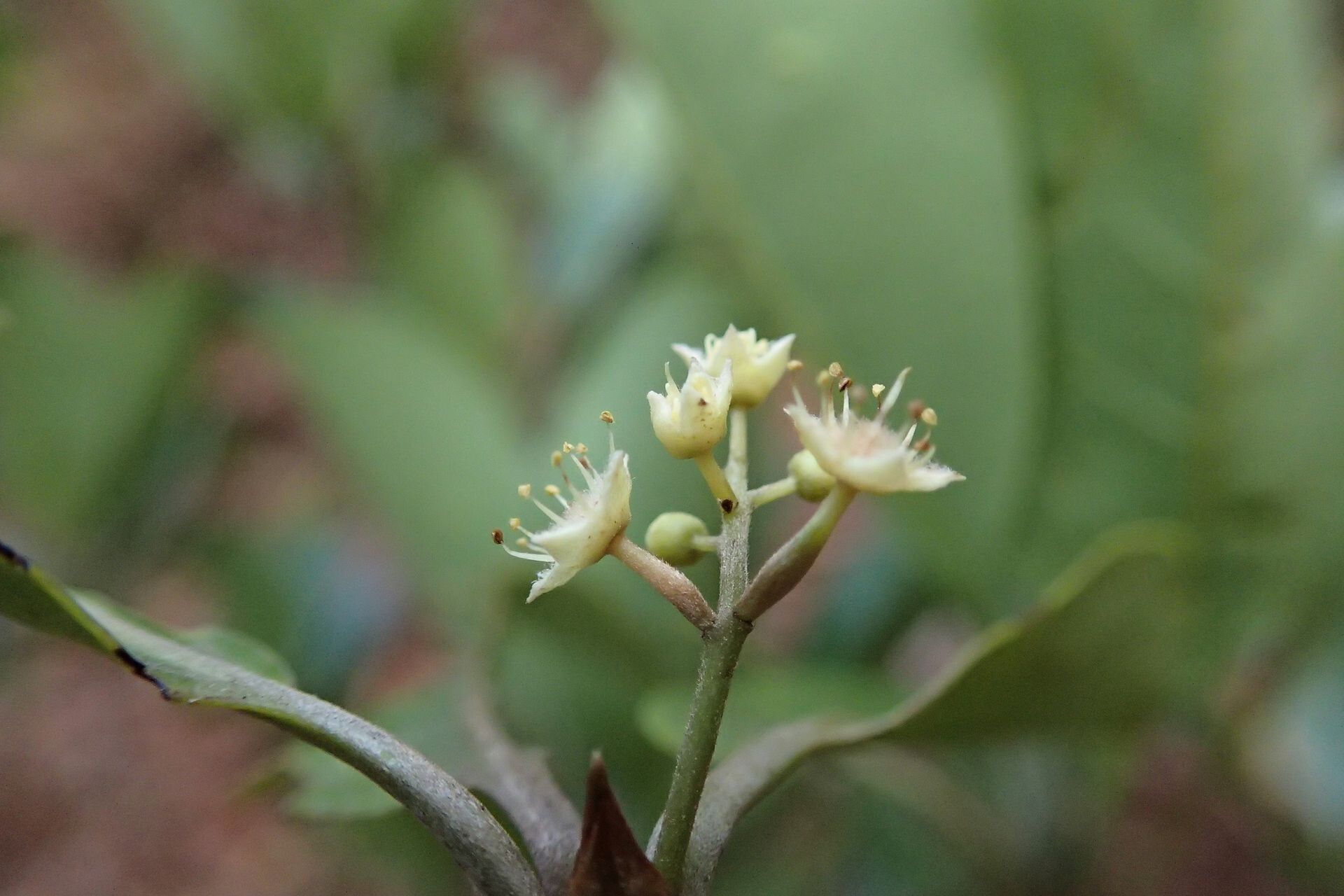 Terminalia gatopensis flower