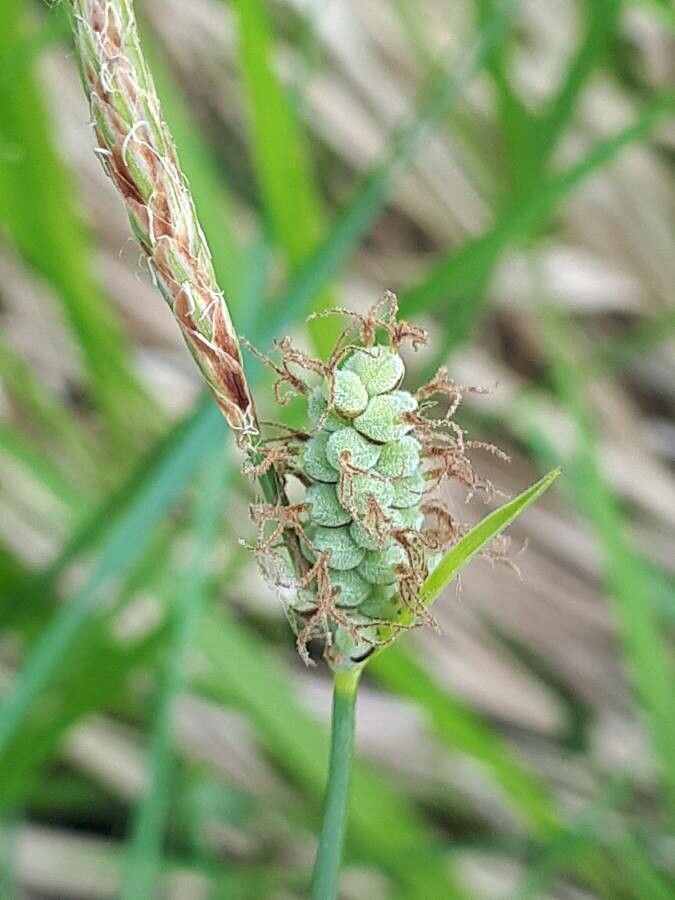 Carex tomentosa fruit
