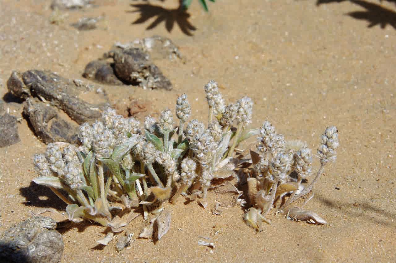 Plantago ciliata fruit