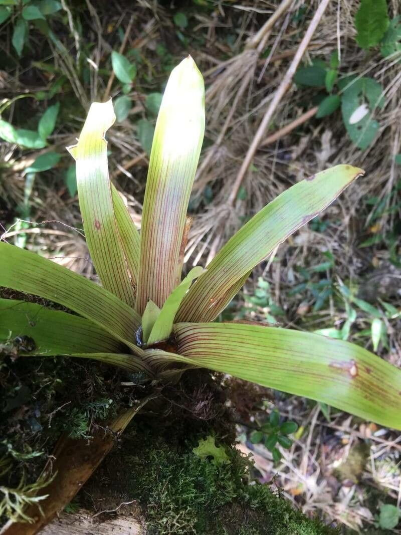 Alcantarea nigripetala — houseplant care guide