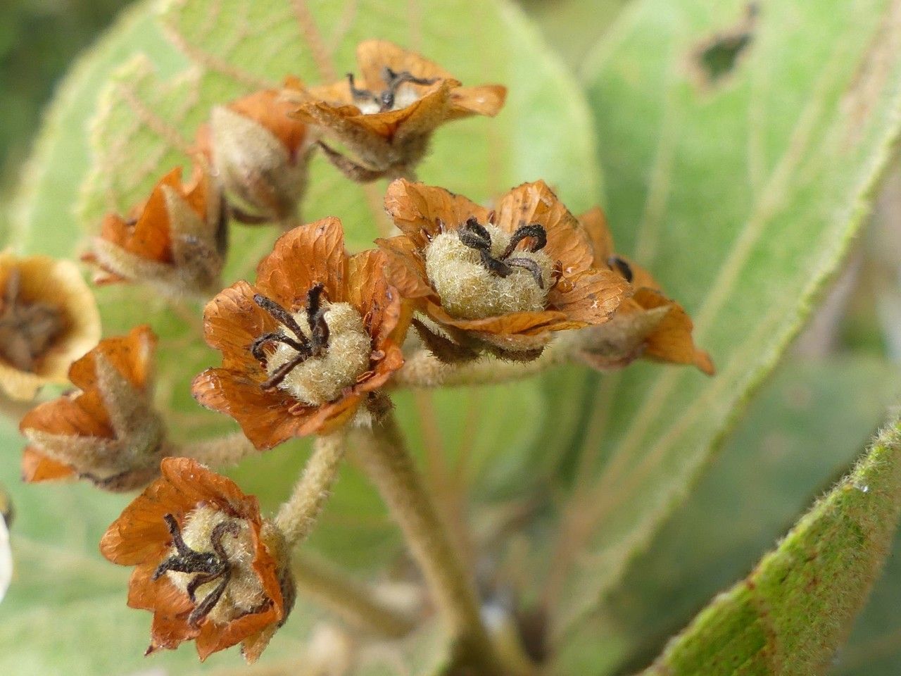 Dombeya ficulnea fruit