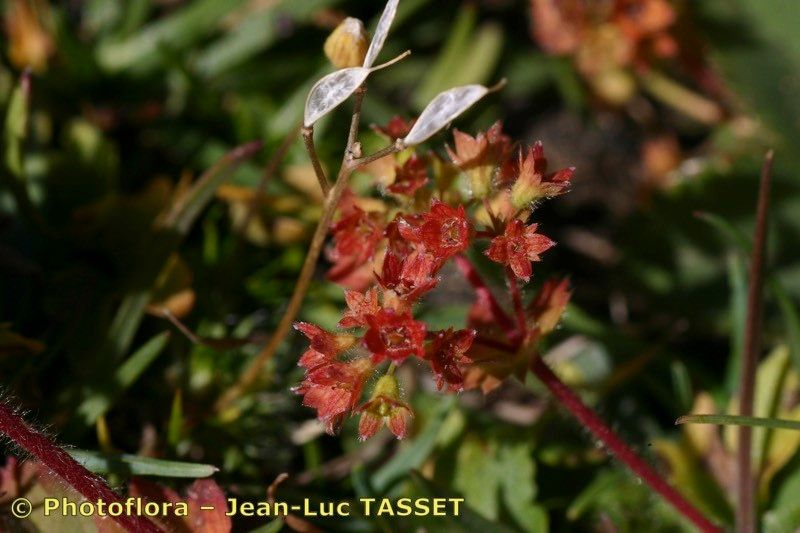 Alchemilla colorata flower