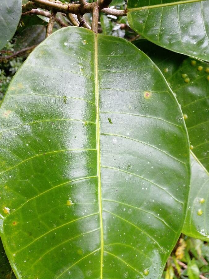 Ficus tonduzii leaf