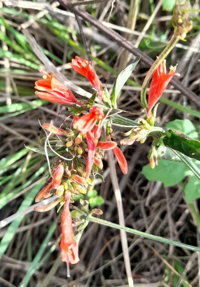 Dicliptera squarrosa flower
