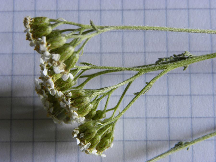 Achillea setacea flower