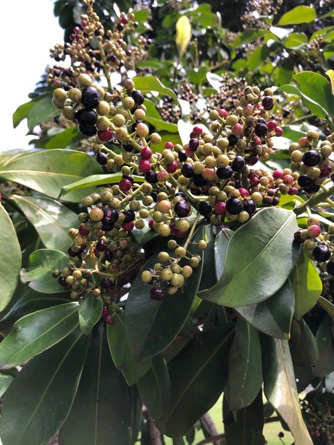 Ardisia revoluta fruit