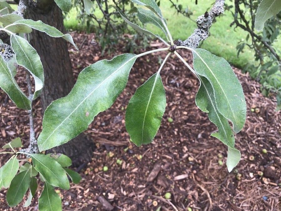 Pyrus nivalis — search result for 'Pyrus'