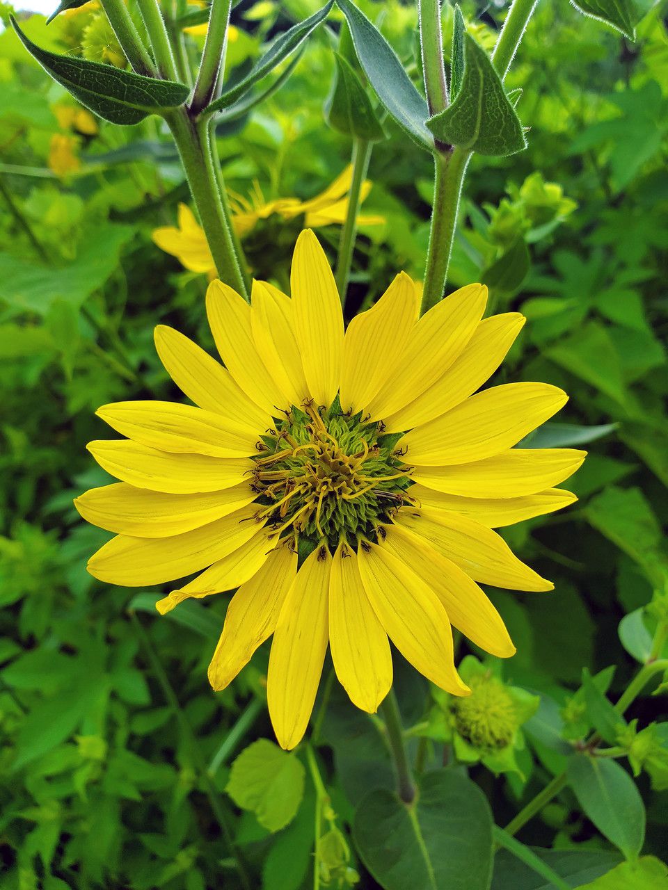 Silphium radula flower
