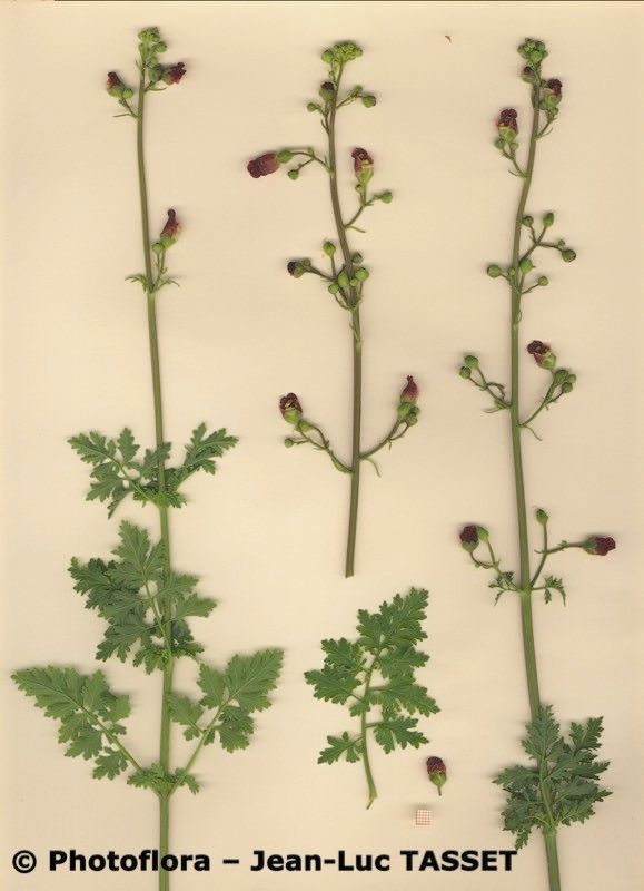 Scrophularia tanacetifolia habit